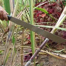imagem do produto Faca Mato - NTK Nautika